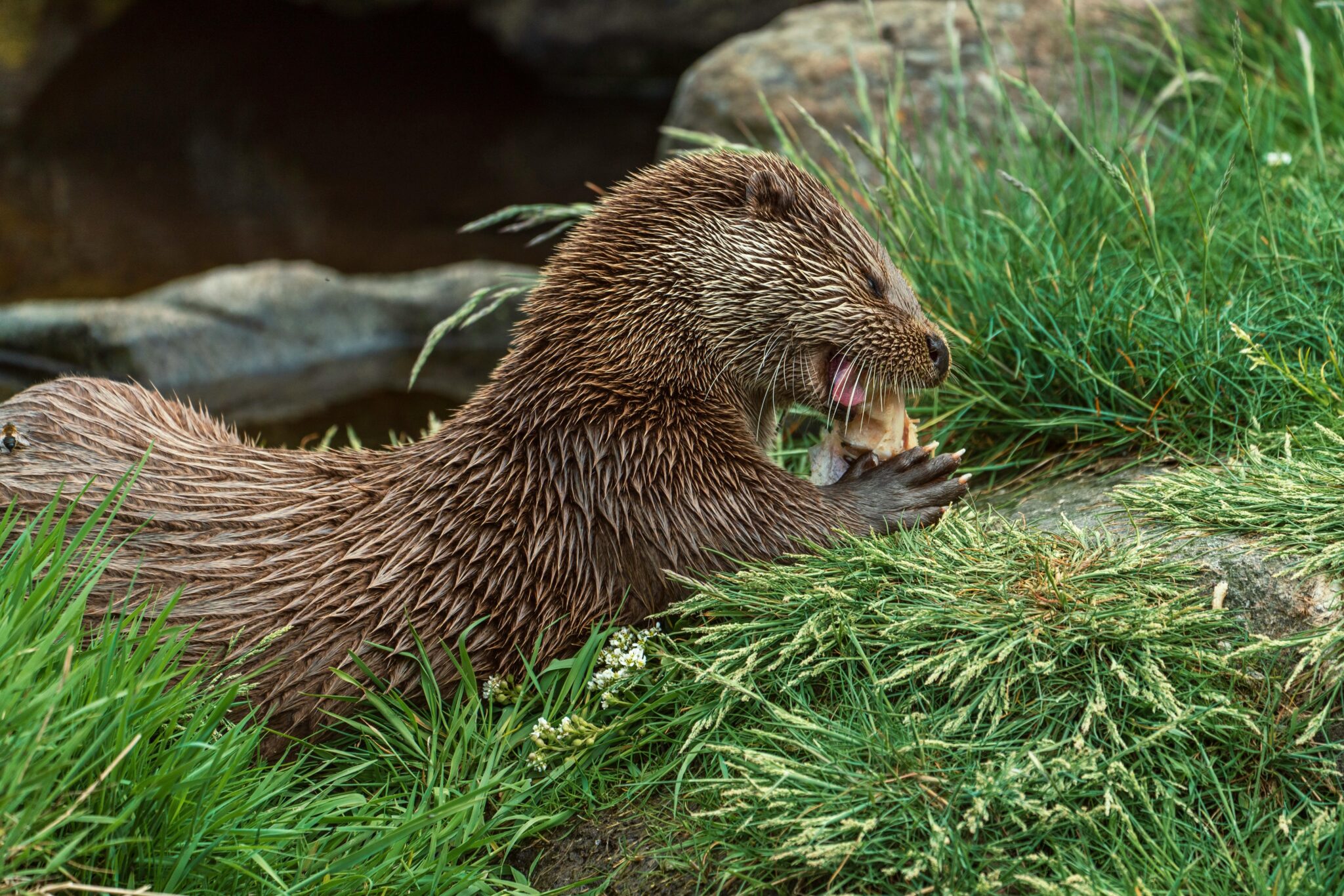 World Beaver Day 2025: Celebrating the Architects of the Wild