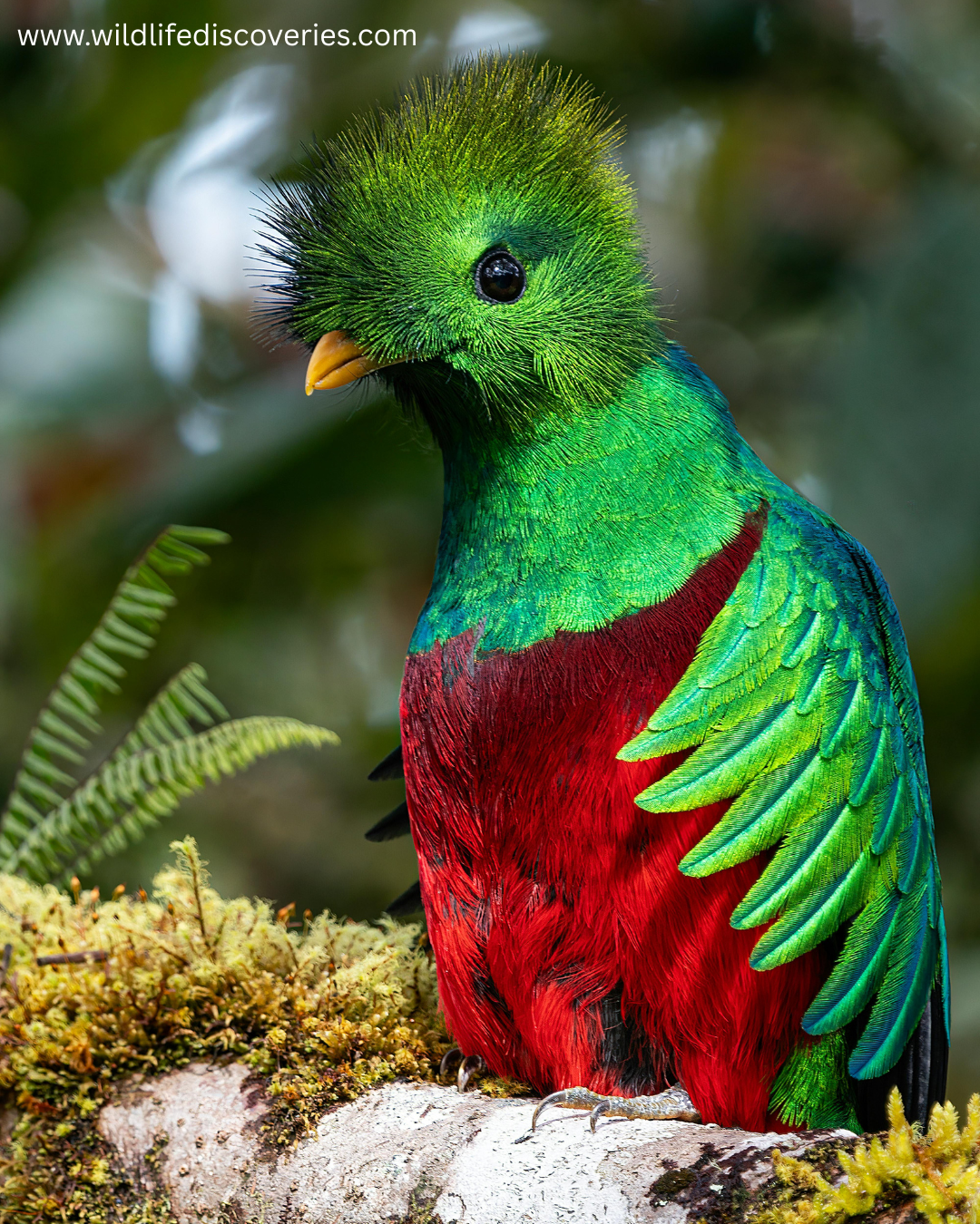 colorful birds