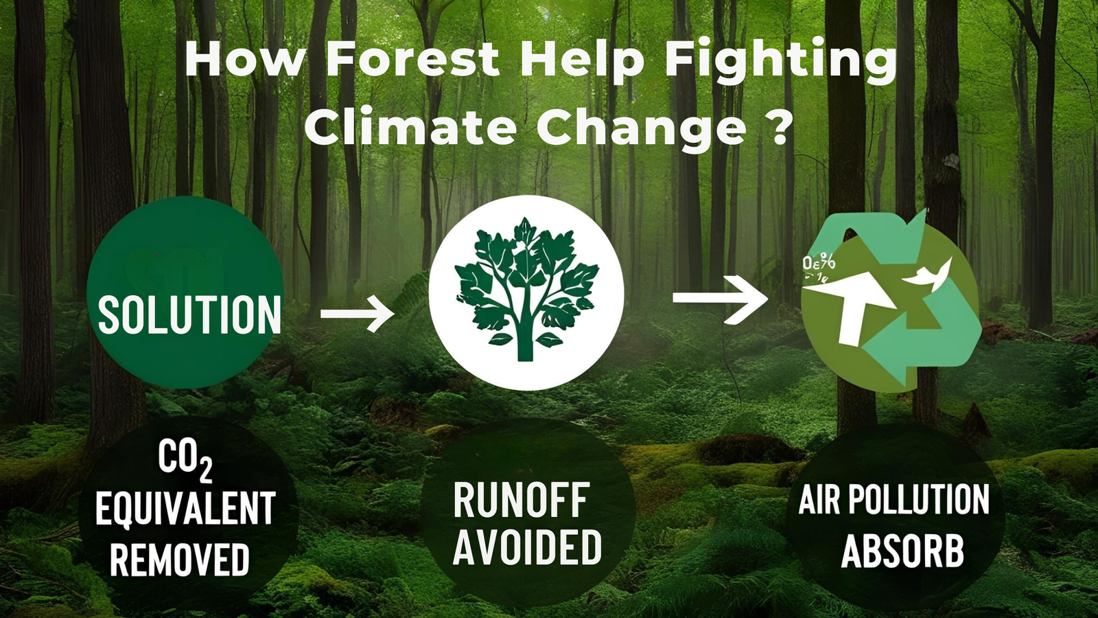 International Forest day 2025
