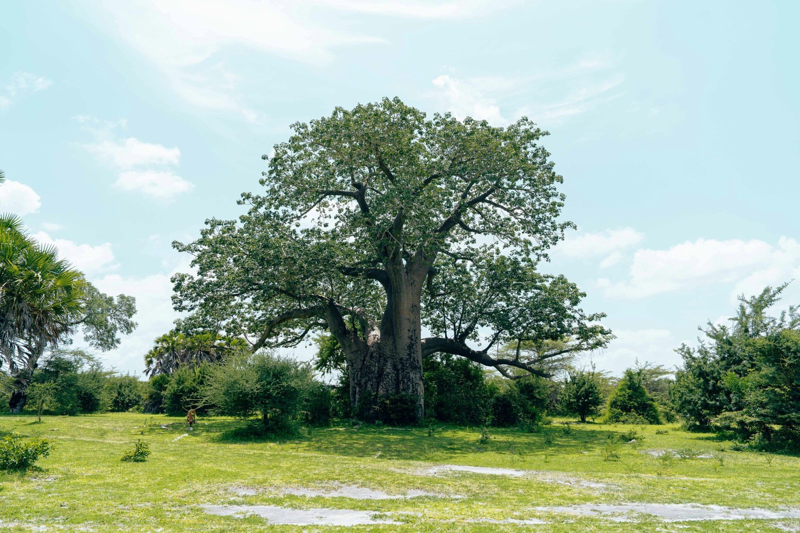 Baobab Tree