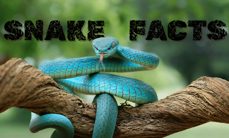 snake facts