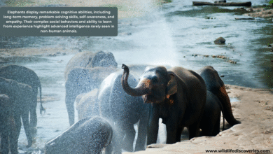 The Intelligence of Elephants