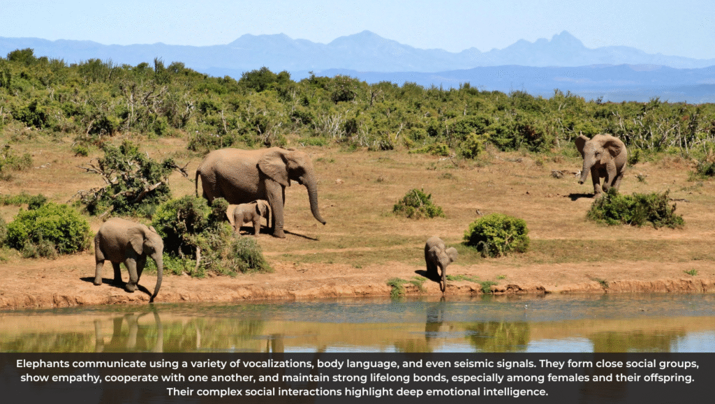 The Intelligence of Elephants