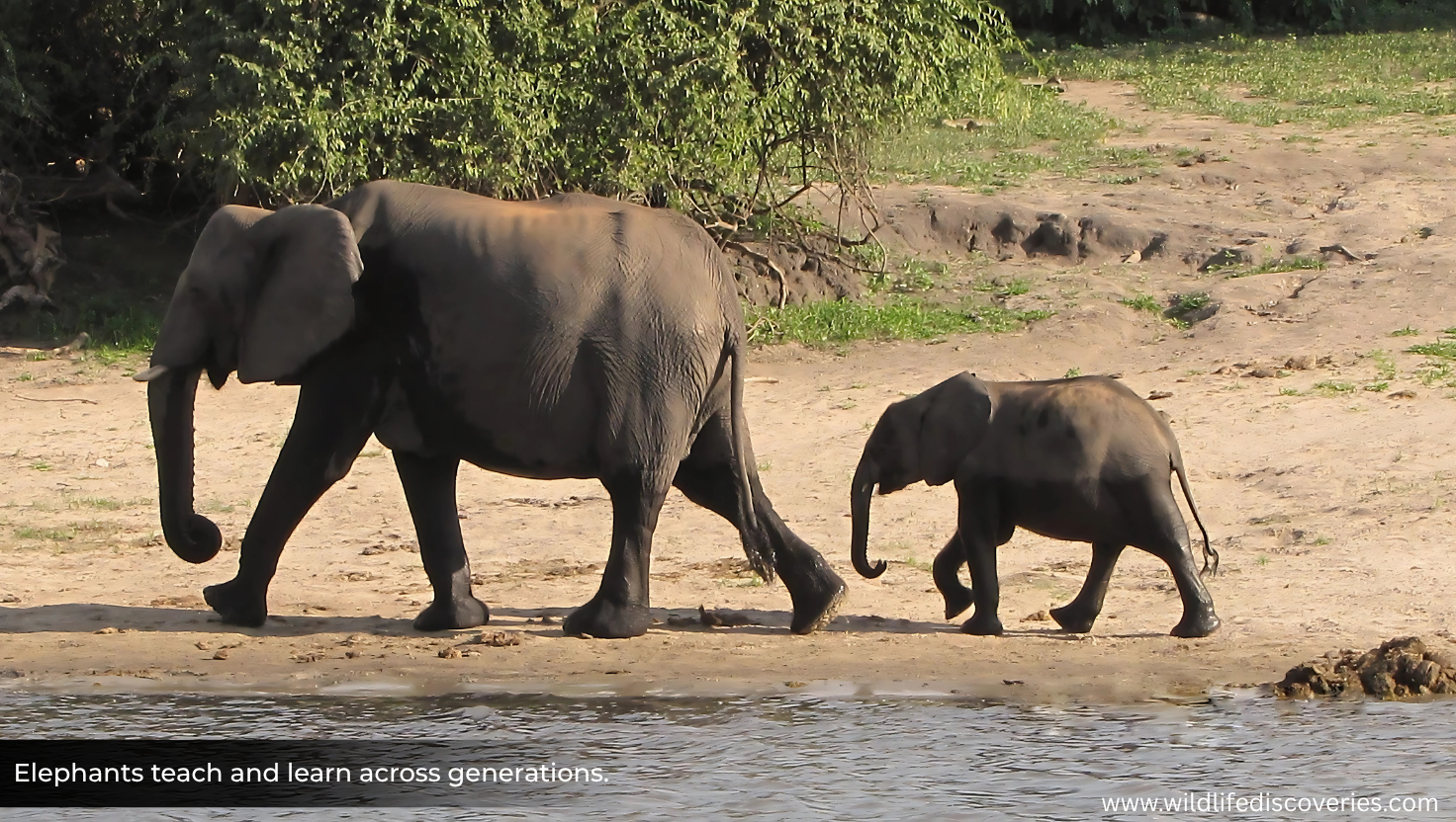 Elephants Pass Knowledge Across Generations