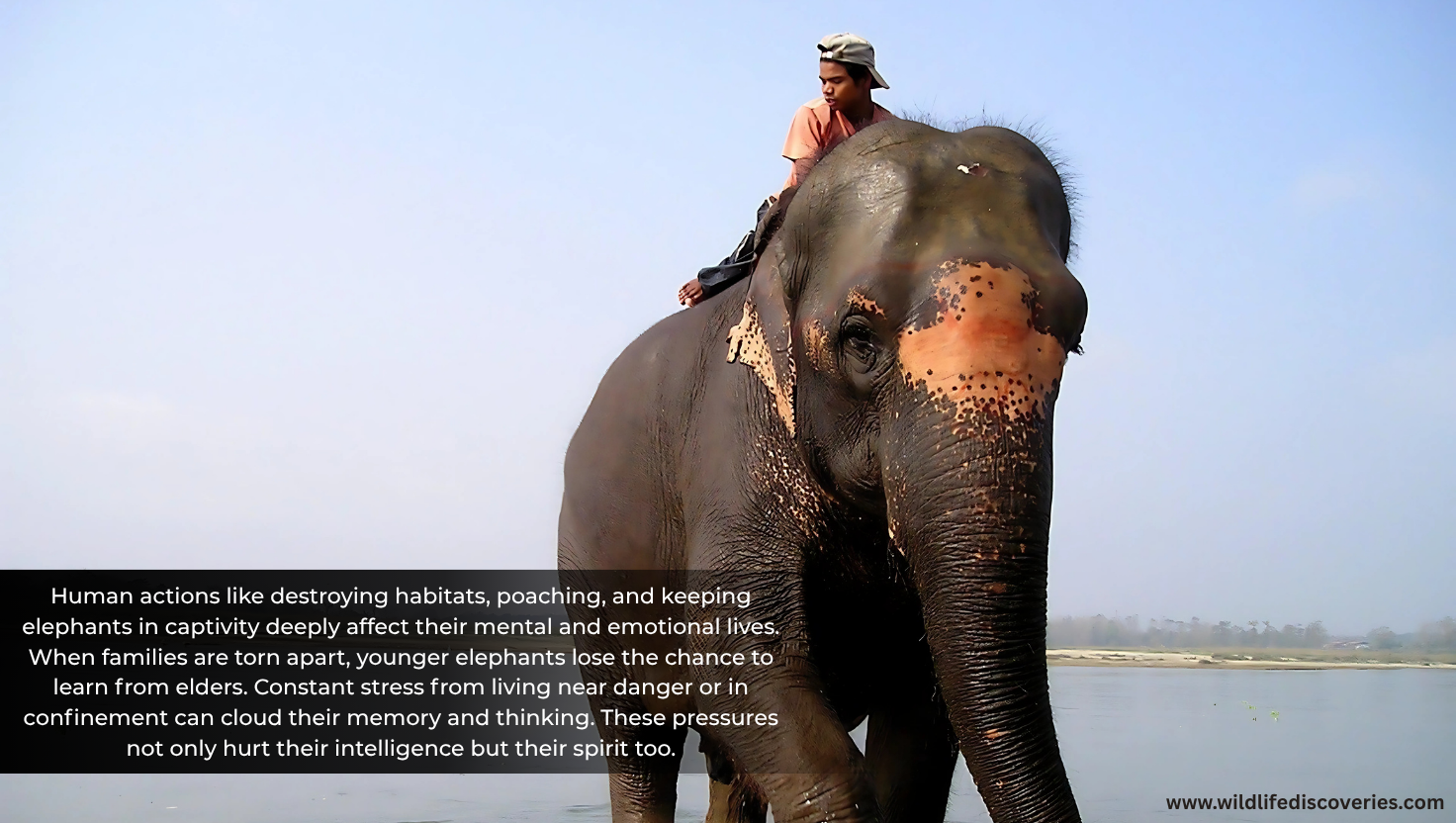 Impact of Human Activities on Elephant Intelligence