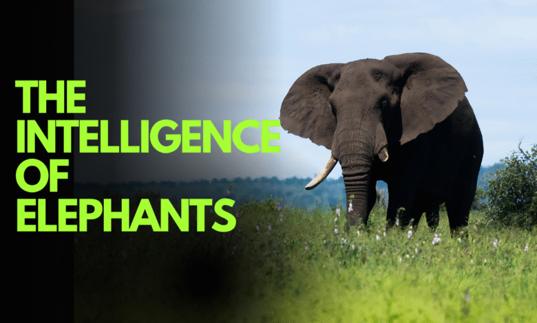 Elephant