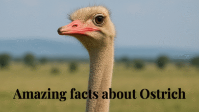 Amazing Facts About Ostrich: The Biggest Bird