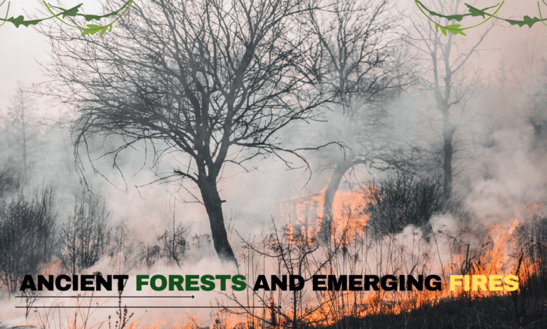 Ancient Forests and Fires