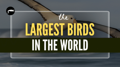 The Largest Birds in the World