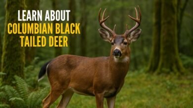 Columbian Black Tailed Deer