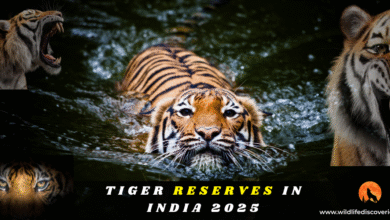 Tiger Reserves in India, Project Tiger