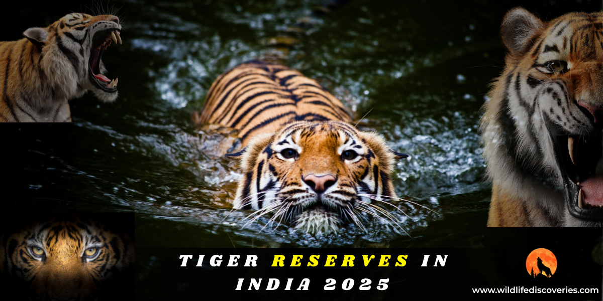 Tiger Reserves in India, Project Tiger