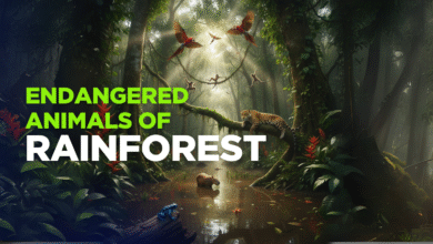 Endangered Animals of Rainforest