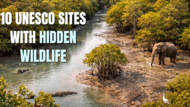 10 UNESCO Sites with Hidden Wildlife