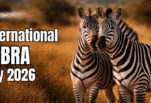 International Zebra Day 2026