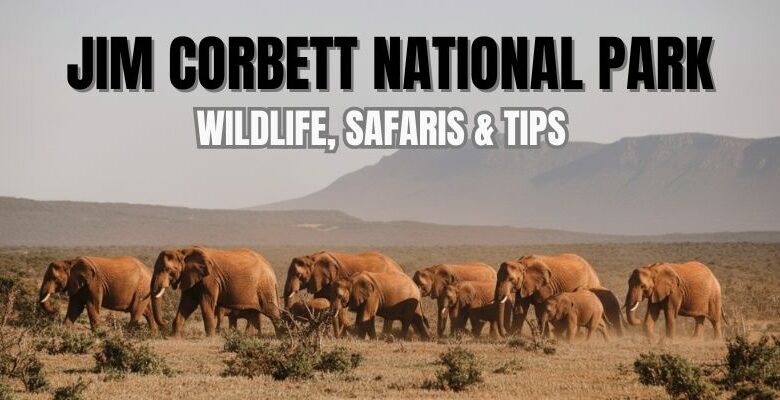 Jim Corbett National Park Wildlife, Safaris & Tips