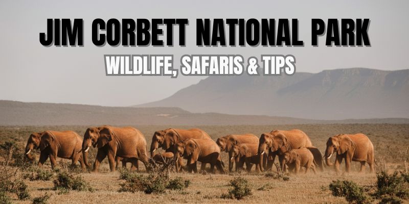 Jim Corbett National Park Wildlife, Safaris & Tips