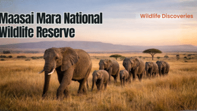 Maasai Mara National Wildlife Reserve
