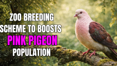 Pink Pigeon