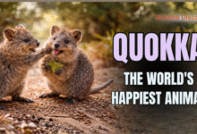 Quokka The World's Happiest Animal