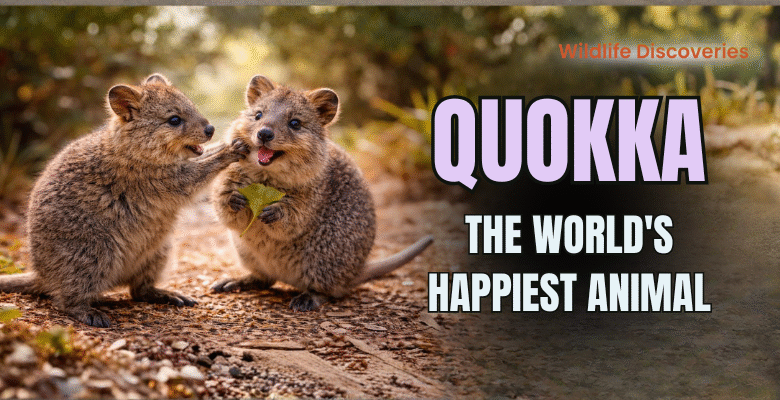 Quokka The World's Happiest Animal