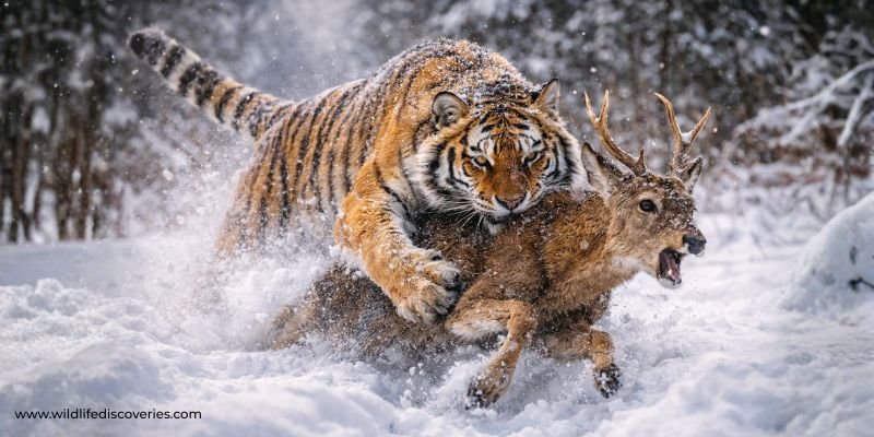 Siberian Tiger Hunting