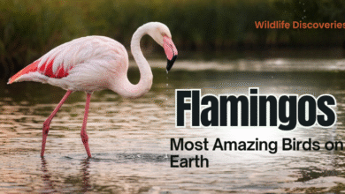 flamingoes most amazing birds on earth
