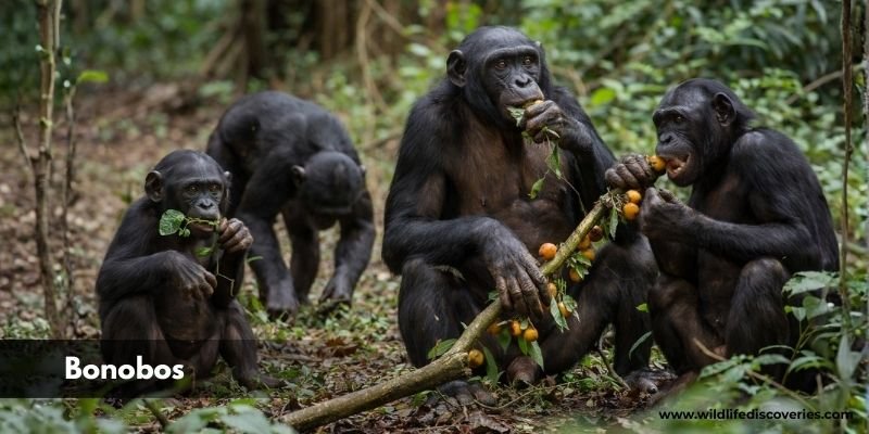 Bonobos
