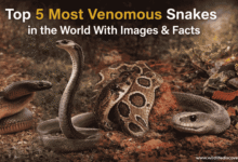 top 5 most venomous snakes in the world infographic with inland taipan king cobra russells viper black mamba coral snake