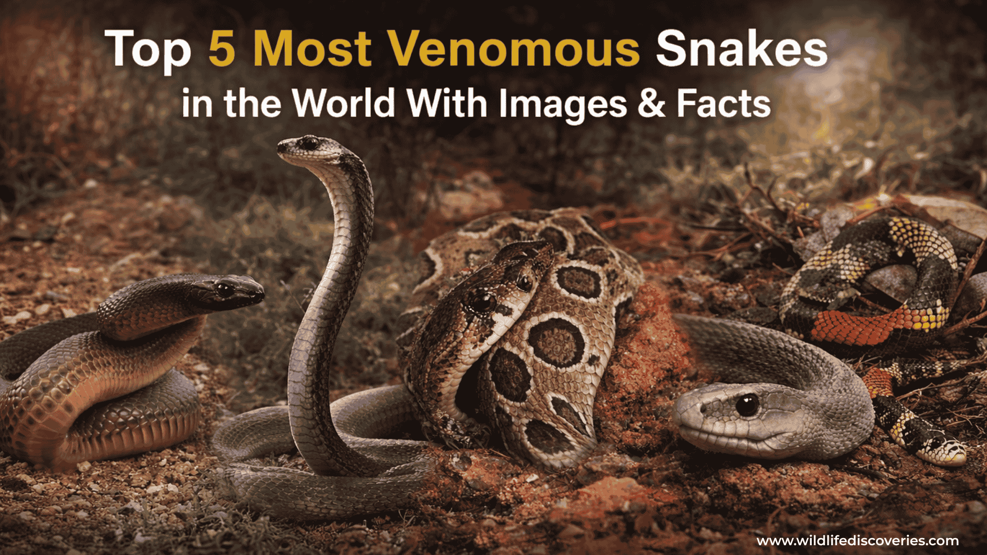 top 5 most venomous snakes in the world infographic with inland taipan king cobra russells viper black mamba coral snake