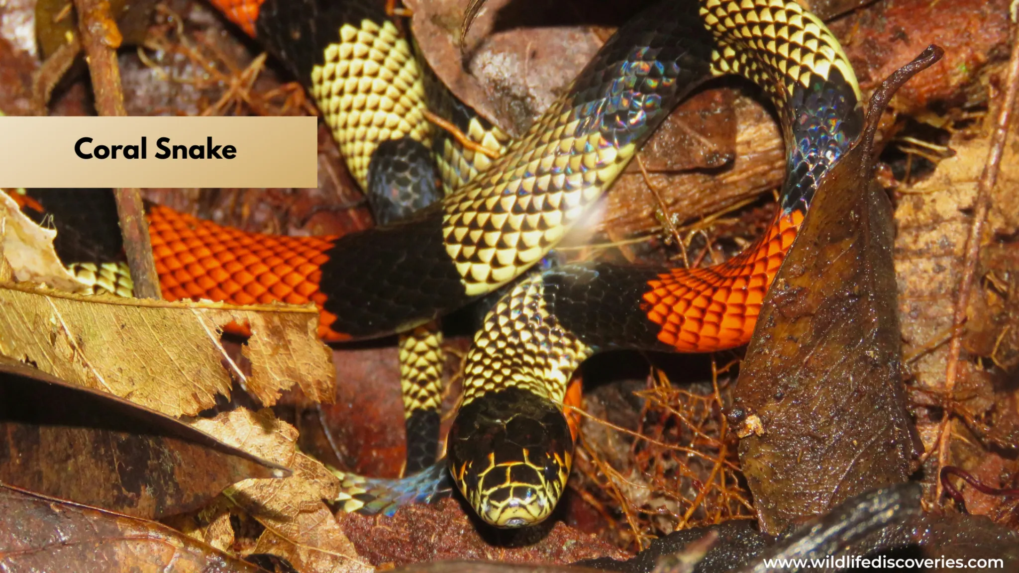 coral snake venomous colorful pattern in forest