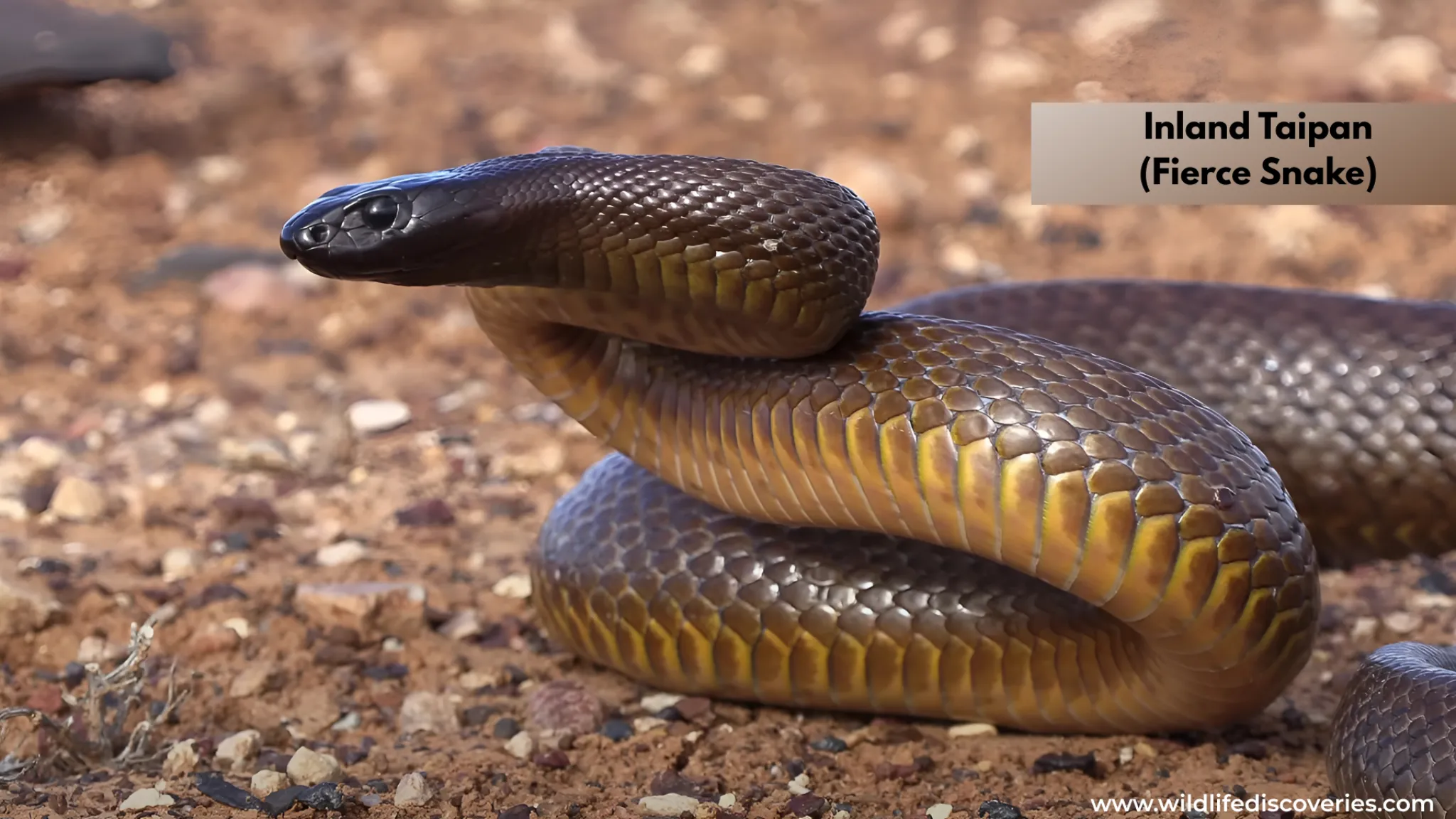 inland taipan venomous snake in australia desert