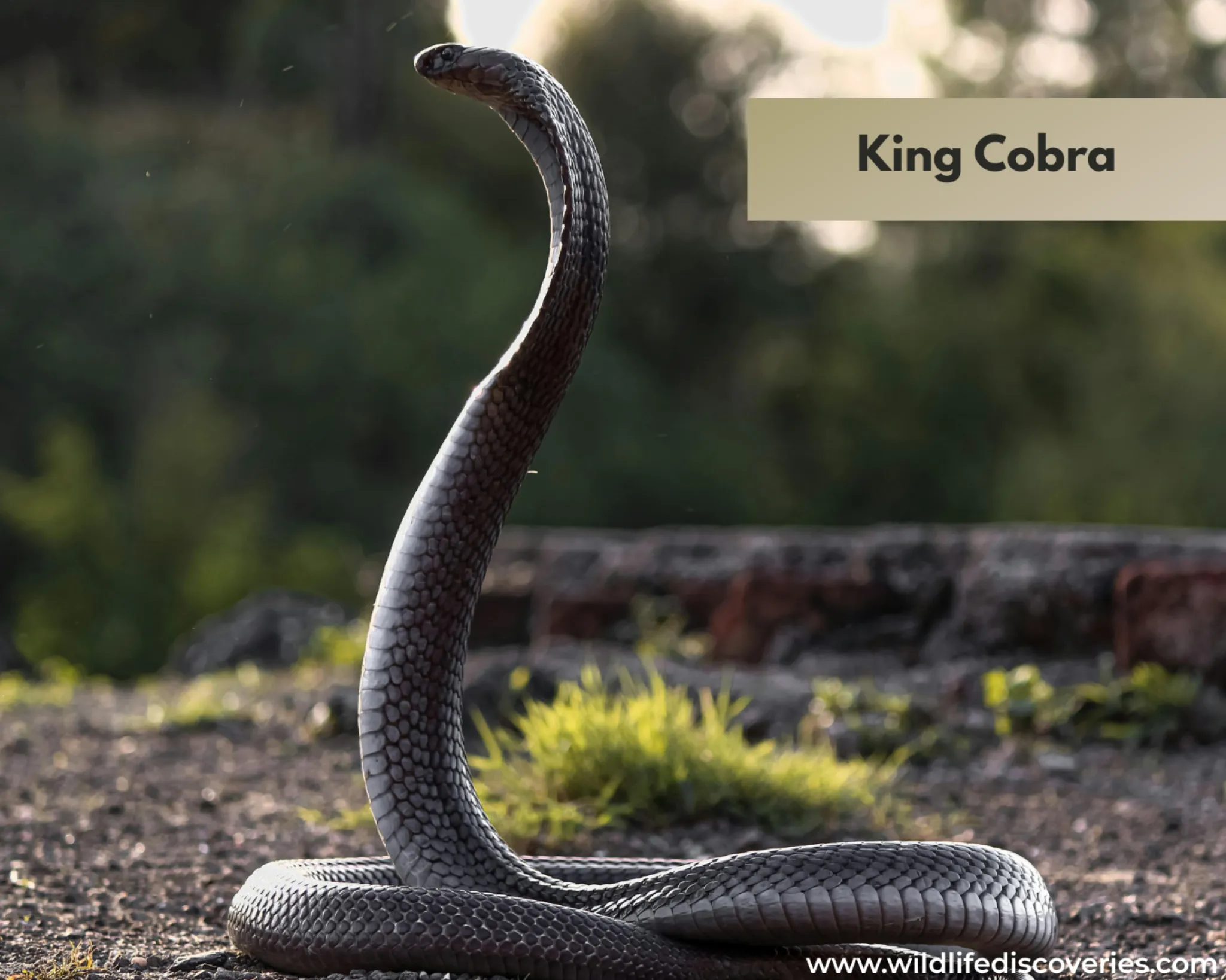 king cobra venomous snake in forest habitat