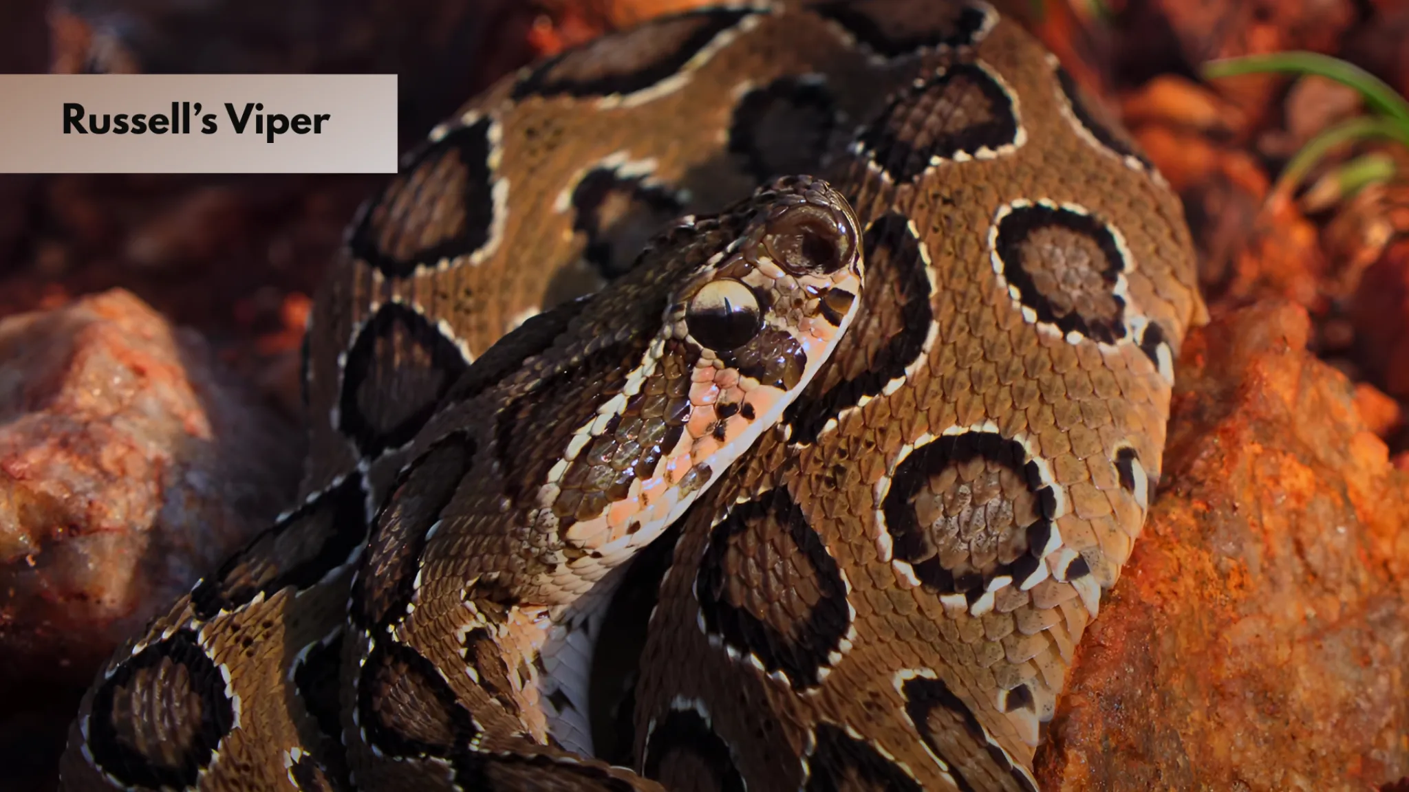 russells viper venomous snake close up in forest