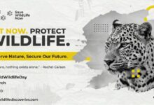 Wildlife conservation poster featuring a black and white leopard portrait with bold text ‘Act Now Protect Wildlife’ and message about preserving nature for the future, highlighting World Wildlife Day.