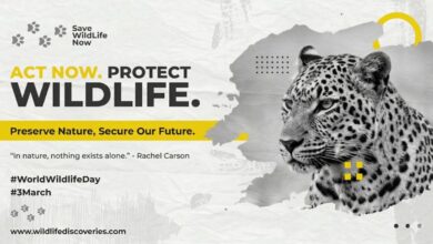 Wildlife conservation poster featuring a black and white leopard portrait with bold text ‘Act Now Protect Wildlife’ and message about preserving nature for the future, highlighting World Wildlife Day.