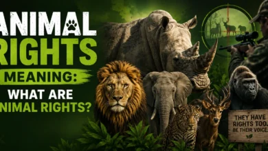 Animal Rights Meaning What Are Animal Rights