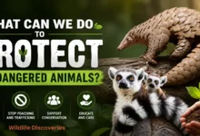 What Can We Do to Protect Endangered Animals