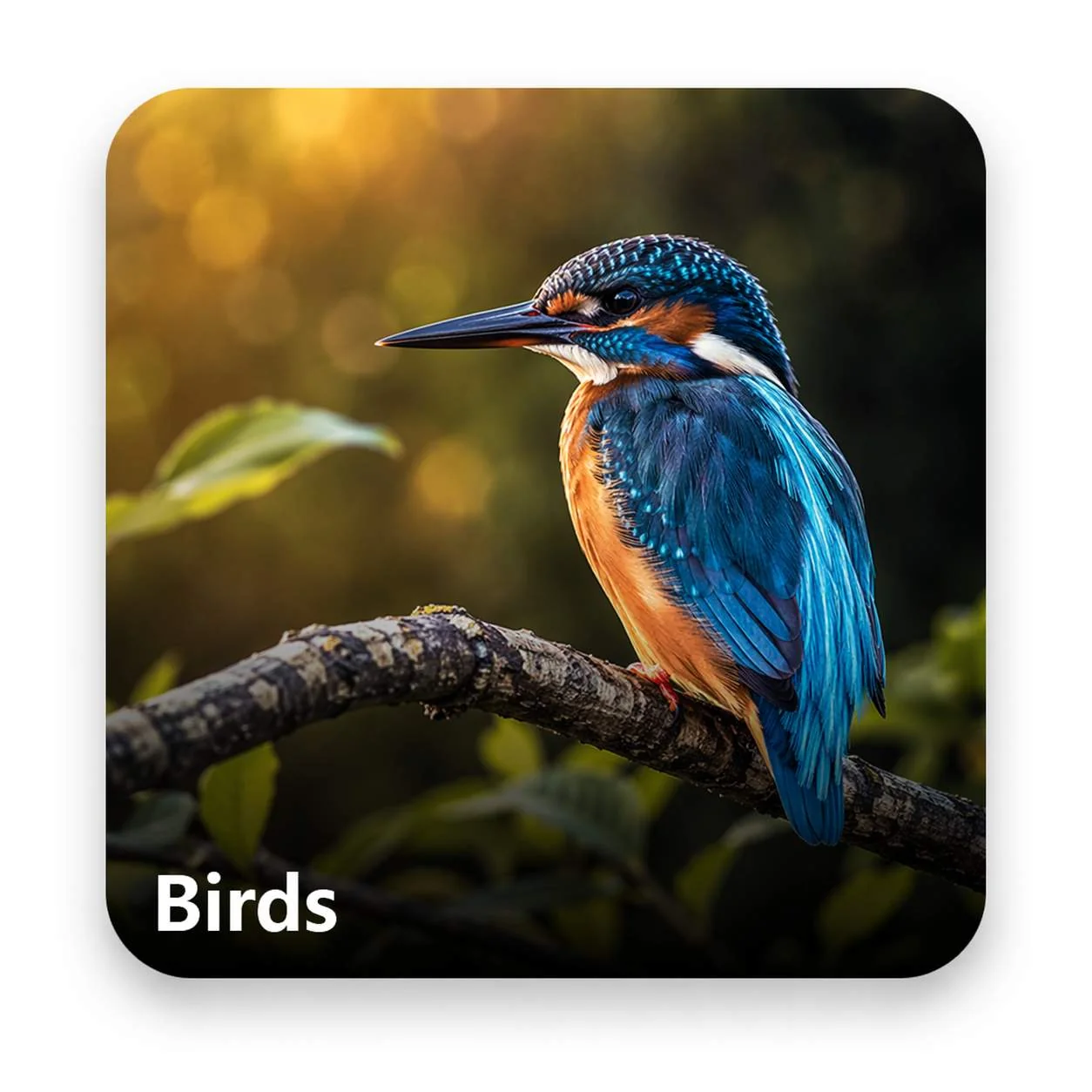 Birds