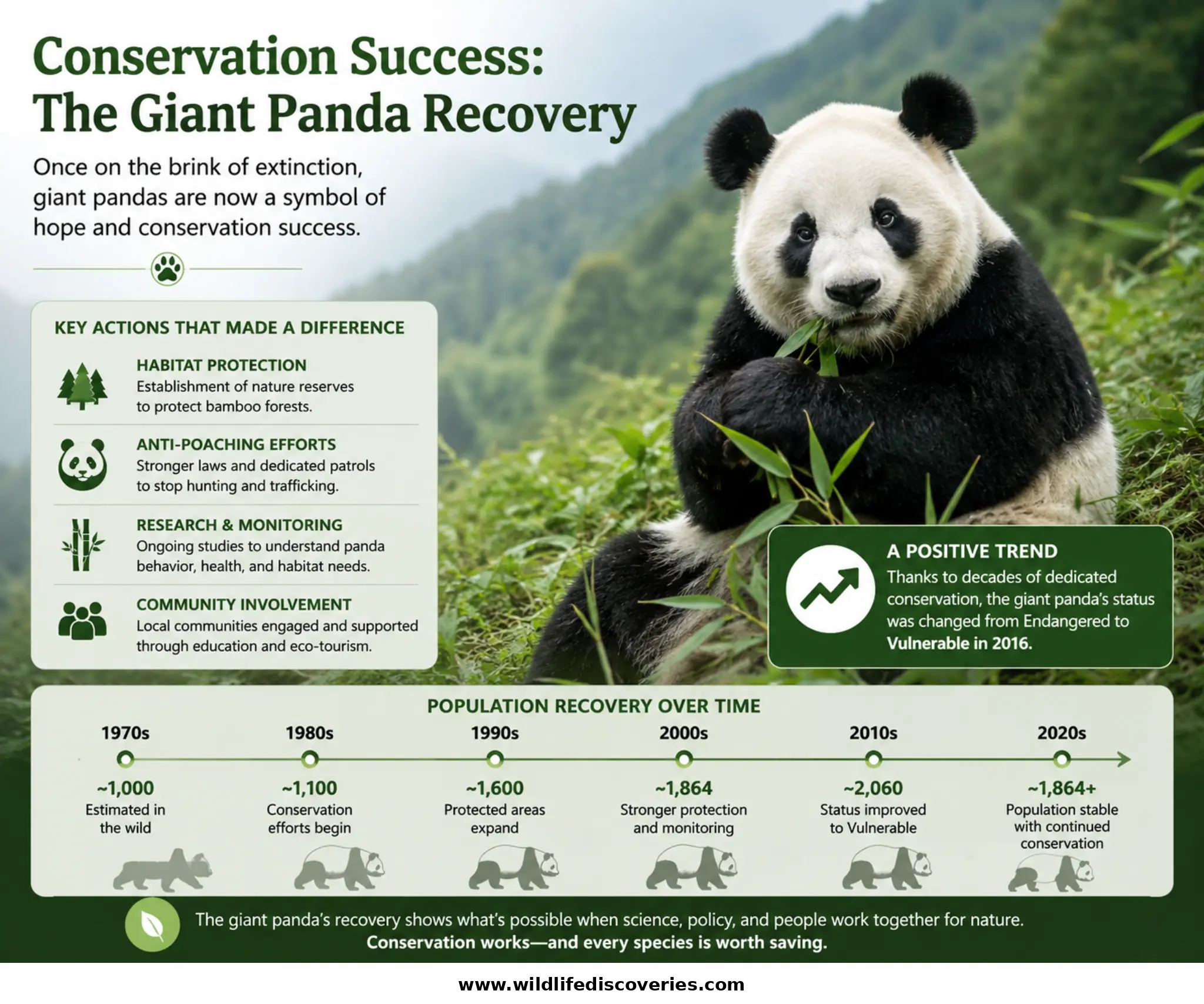 Infographic about giant panda conservation success showing panda population recovery over time, habitat protection efforts, anti-poaching initiatives, research programs, and the species’ status improvement from Endangered to Vulnerable, with a large giant panda image
