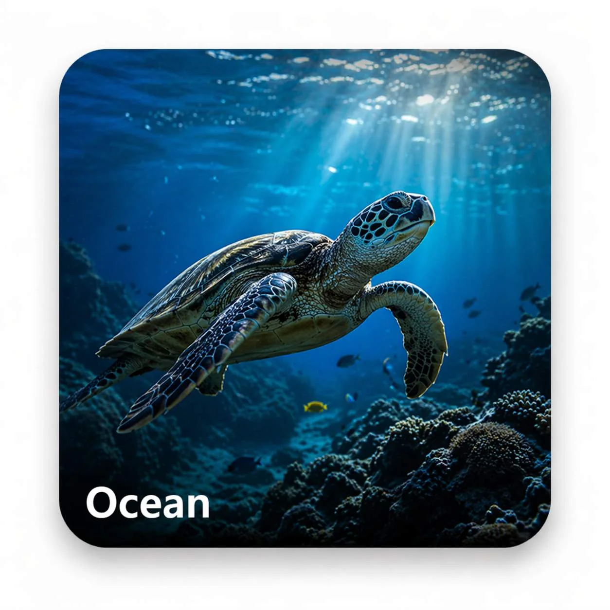 Ocean