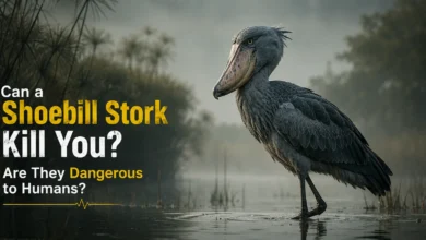 can a shoebill stork kill you? Shoebill stork standing in a misty wetland habitat