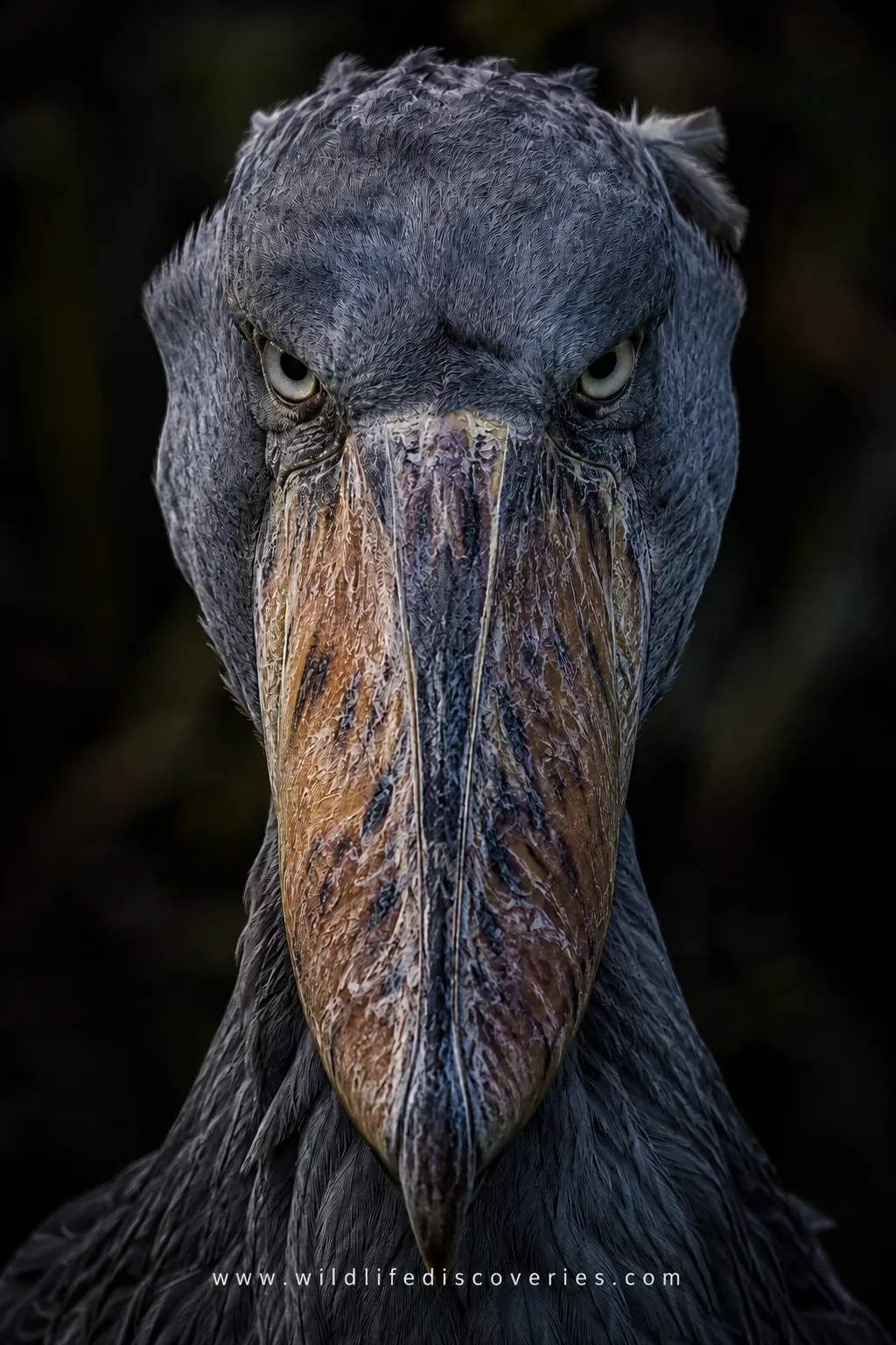Close-up portrait of a shoebill stork (Balaeniceps rex) showing its massive shoe-shaped bill, piercing eyes, and gray plumage against a dark blurred background.