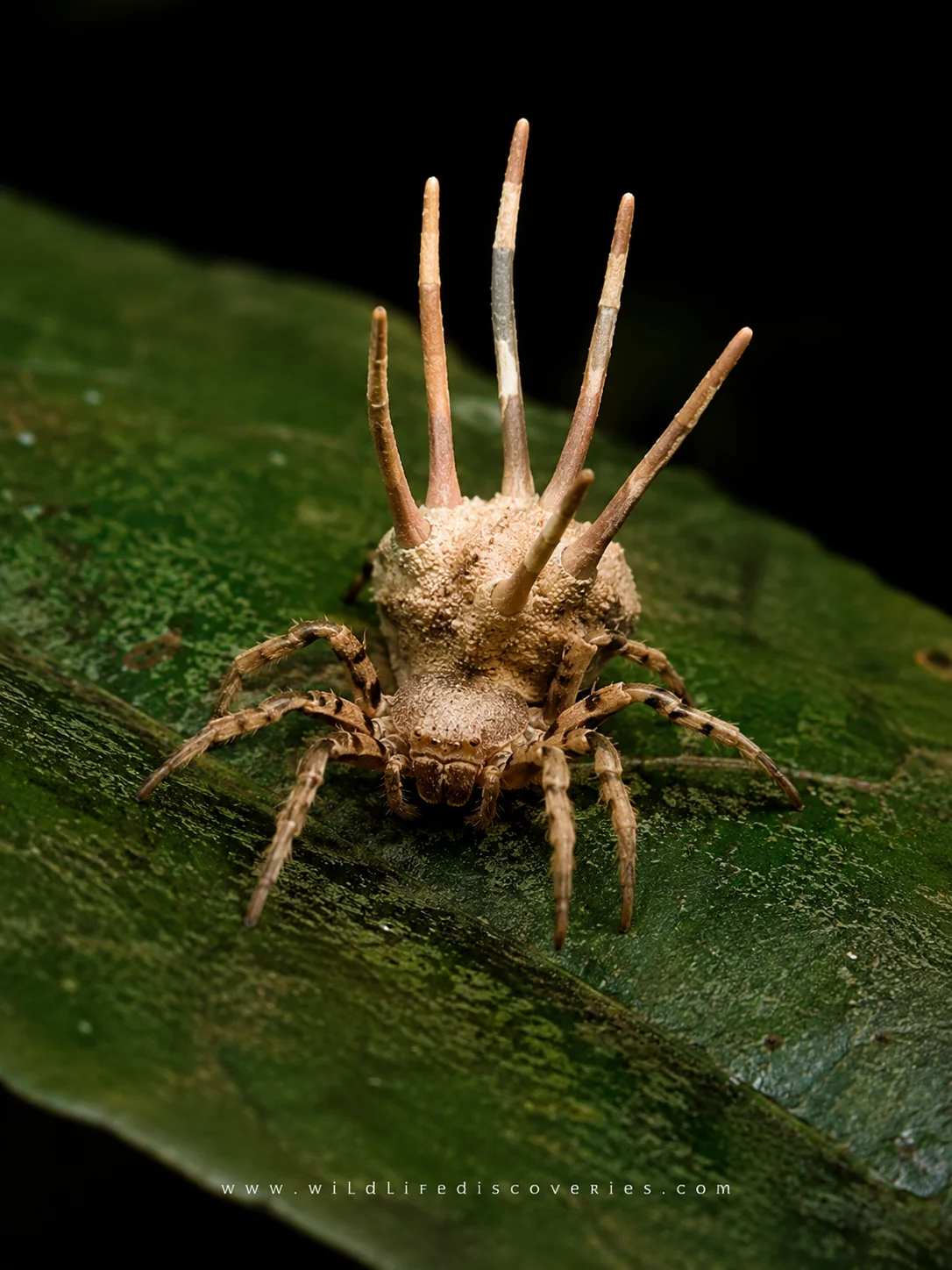 Hyper-realistic macro photograph of Taczanowskia waska, the Cordyceps-mimicking orb-weaver spider discovered in the Ecuadorian Amazon, resting on a rainforest leaf.