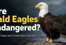 Are Bald Eagles Endangered