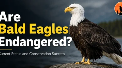 Are Bald Eagles Endangered