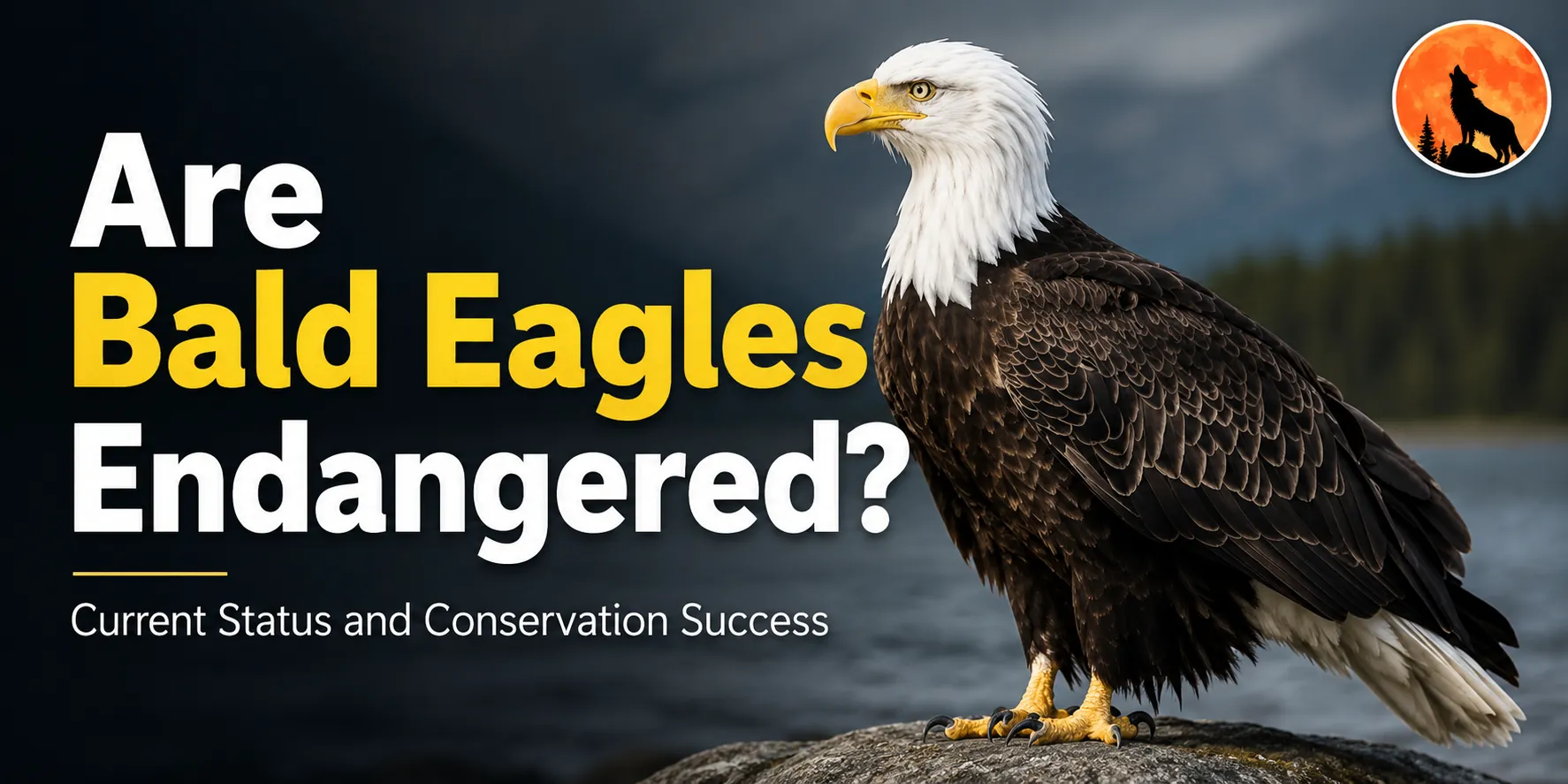 Are Bald Eagles Endangered