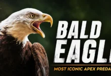 Bald Eagle: Wildlife Discoveries