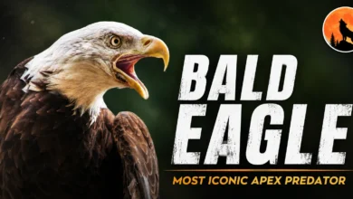 Bald Eagle: Wildlife Discoveries