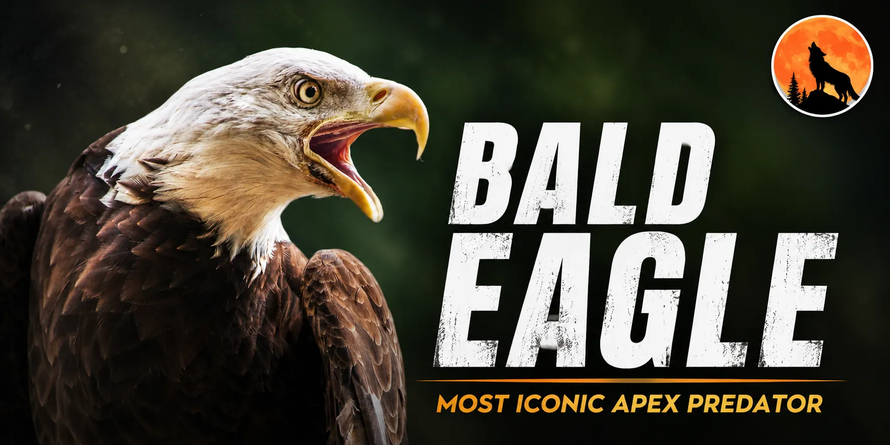 Bald Eagle: Wildlife Discoveries
